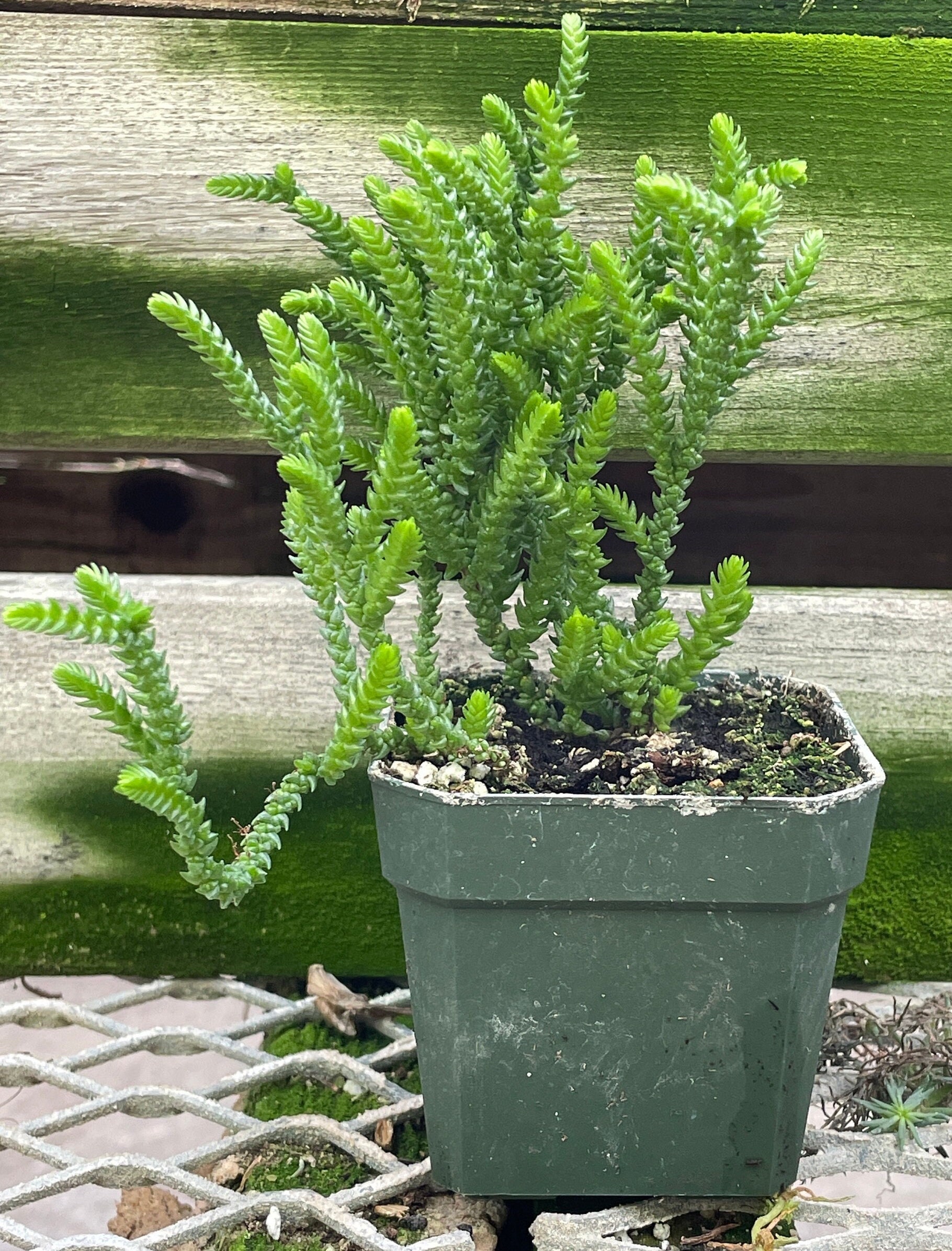 P.phoebus（1メス、アラスカ産） Princess Pine (crassula Muscosa Pseudolycopodiodes, 3” Pot, Ships