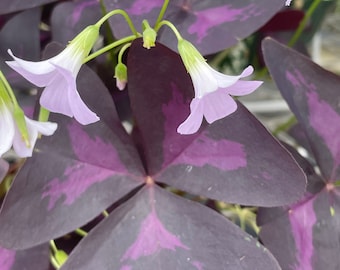 Purple Shamrock 3” pot