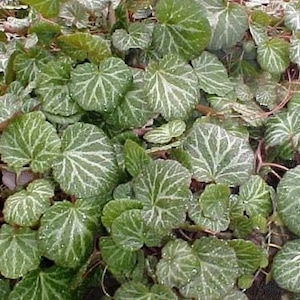 Strawberry Begonia