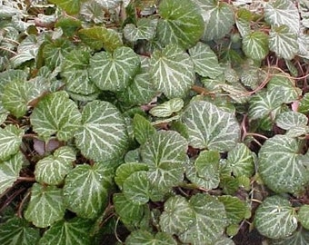 Strawberry Begonia