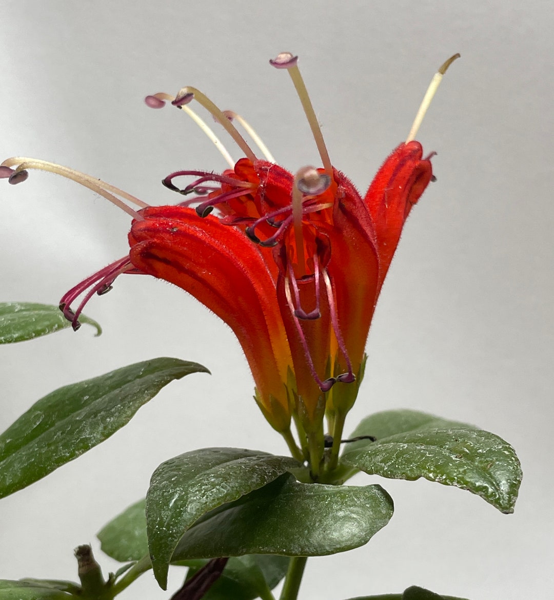 Orange Lipstick Plant Etsy