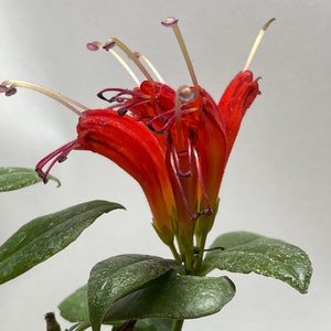 Orange Lipstick Plant
