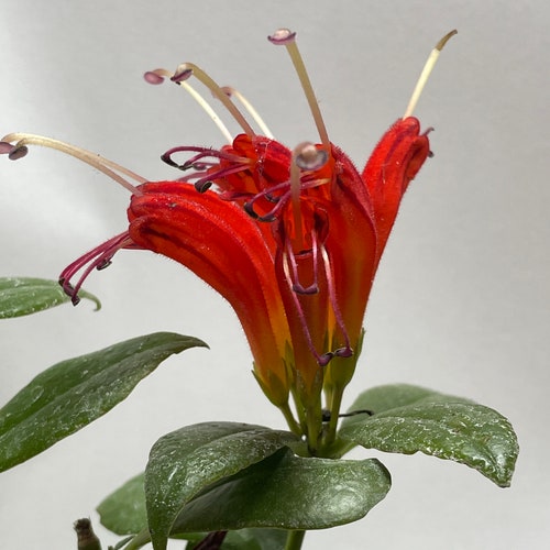 Orange Lipstick Plant