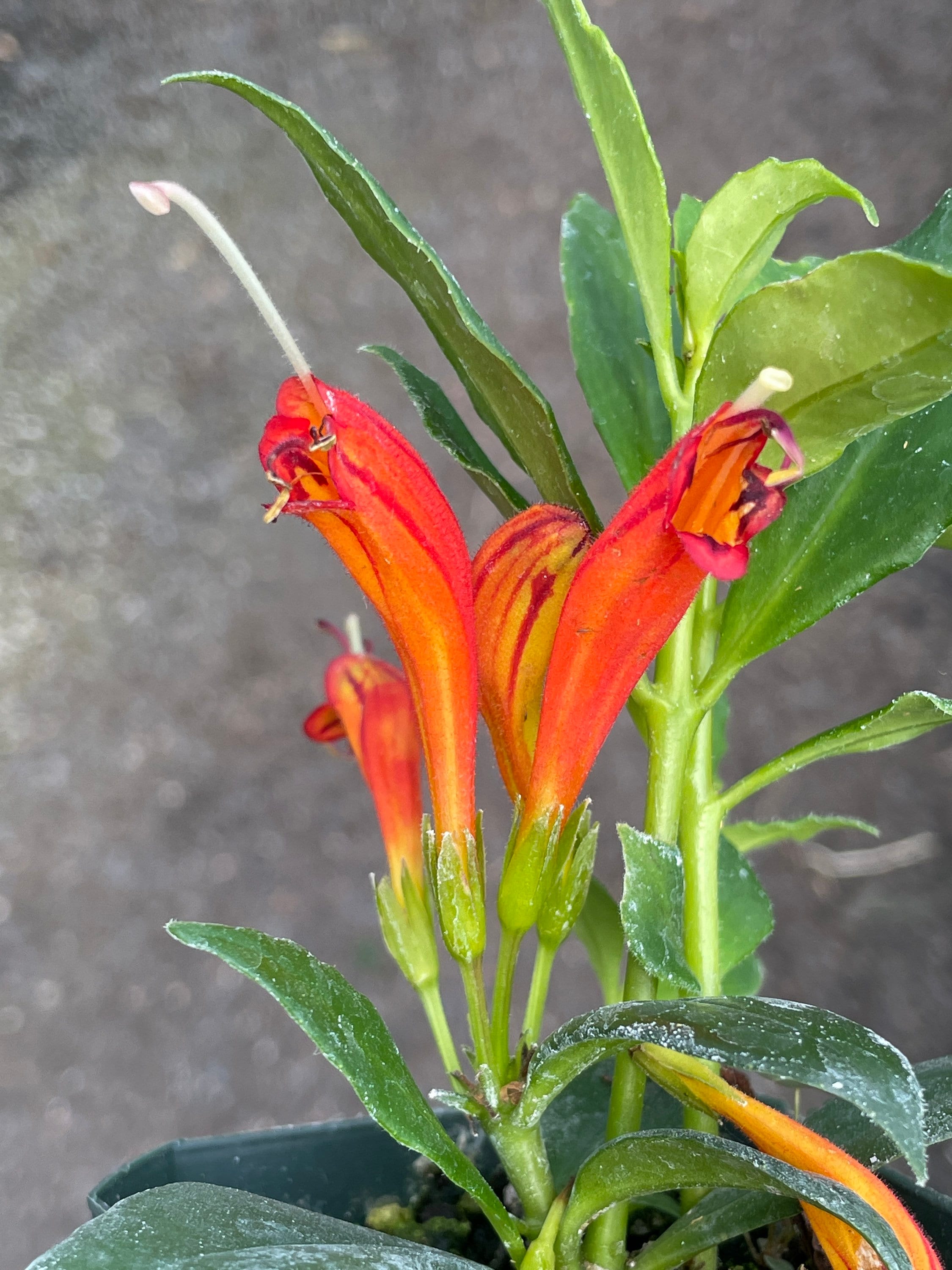 Orange Lipstick Plant Etsy