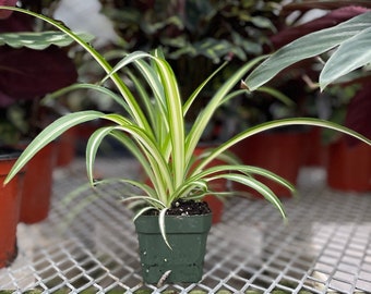 Variegated Spider Plant