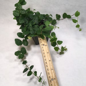 Puede incluir: Una peque&ntilde;a planta en maceta con enredaderas colgantes. La planta tiene hojas de color verde oscuro y crece en una maceta negra. Una regla de madera se coloca al lado de la maceta, con los n&uacute;meros del 11 al 28 visibles.