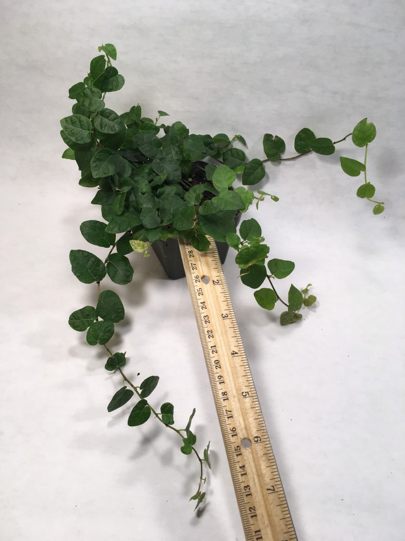 Puede incluir: Una peque&ntilde;a planta en maceta con enredaderas colgantes. La planta tiene hojas de color verde oscuro y crece en una maceta negra. Una regla de madera se coloca al lado de la maceta, con los n&uacute;meros del 11 al 28 visibles.