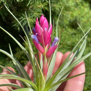 Tillandsia stricta soft leaf air plant in bud 2/11 image 1