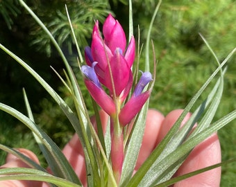 Tillandsia stricta ‘soft leaf’ (air plant) in bud 2/11