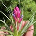 see more listings in the Air Plants/Tillandsia section