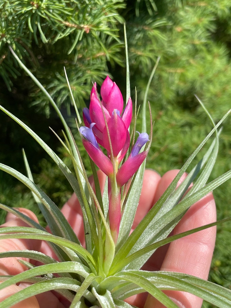 Tillandsia stricta soft leaf air plant in bud 2/11 image 1