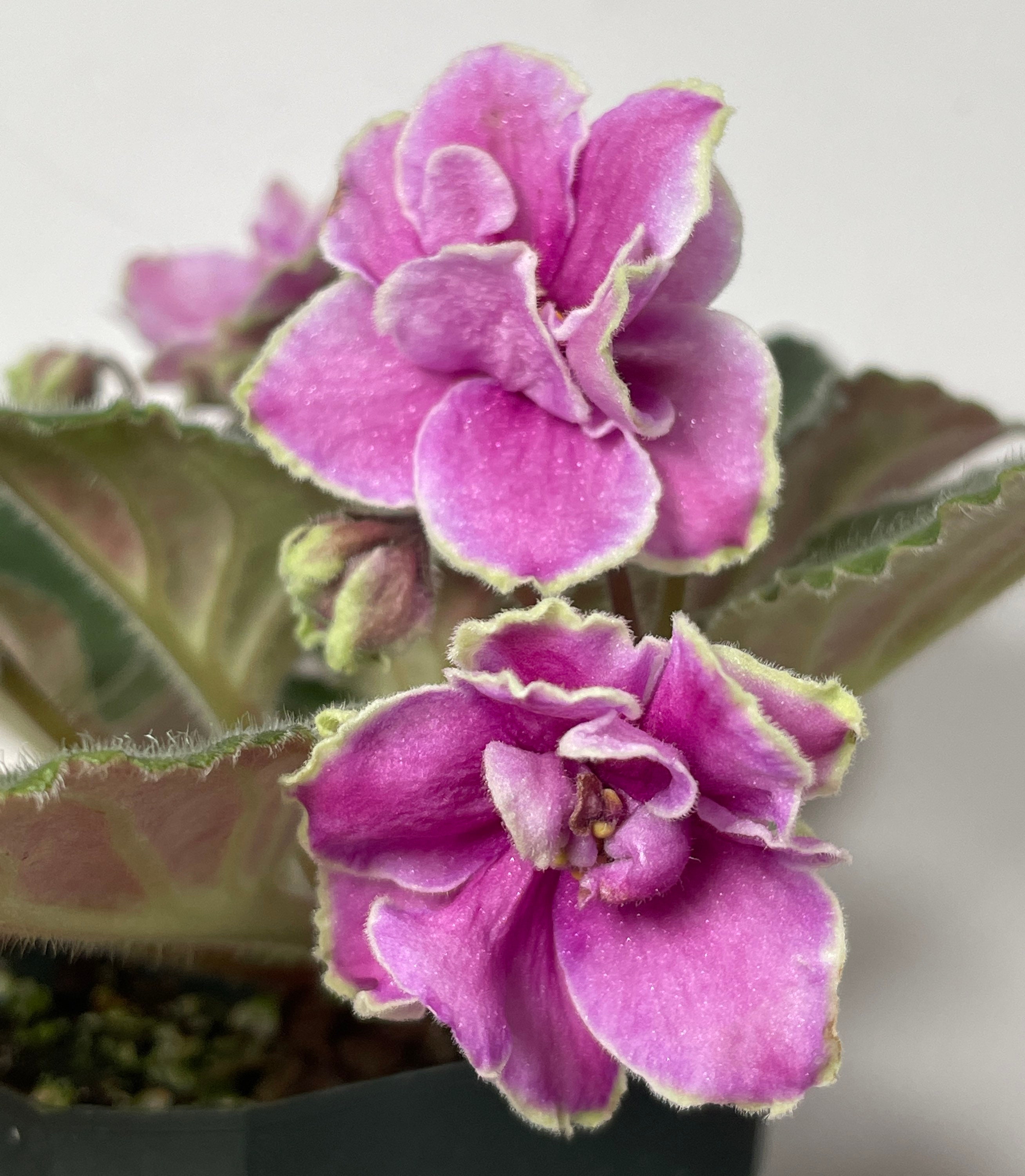African Violet Mountain Snowcap - Potted Plant, Ships Potted - Etsy