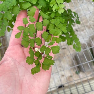 Puede incluir: Primer plano de un helecho verde con hojas delicadas en forma de coraz&oacute;n. El helecho se sostiene en una mano, mostrando su textura delicada.