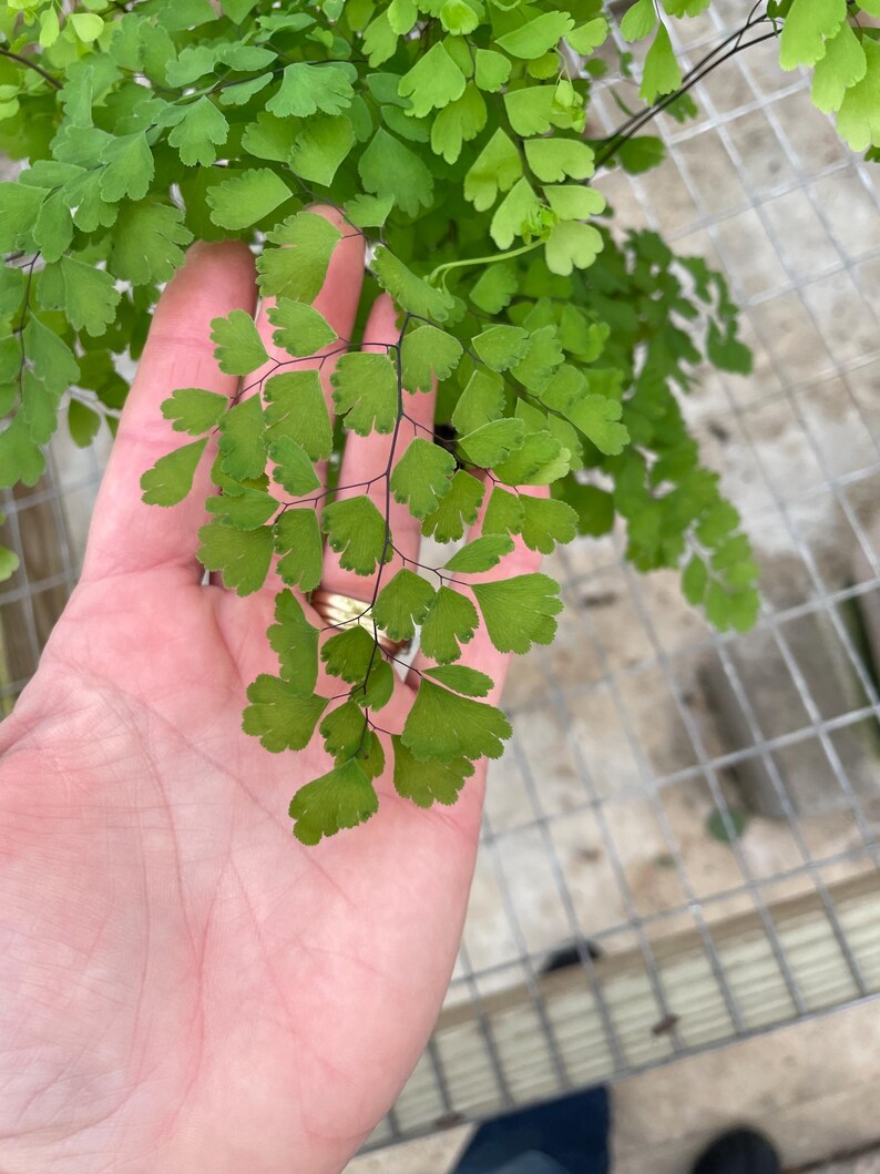 Puede incluir: Primer plano de un helecho verde con hojas delicadas en forma de coraz&oacute;n. El helecho se sostiene en una mano, mostrando su textura delicada.