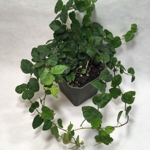 Puede incluir: Una peque&ntilde;a planta verde en maceta con enredaderas colgantes. La planta est&aacute; en una maceta de pl&aacute;stico gris oscuro.