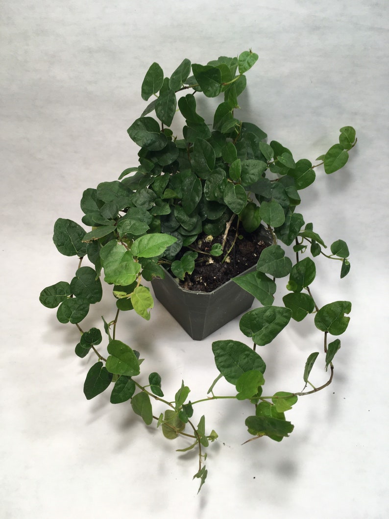 Puede incluir: Una peque&ntilde;a planta verde en maceta con enredaderas colgantes. La planta est&aacute; en una maceta de pl&aacute;stico gris oscuro.