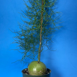 May include: A green plant with long, thin, green stems and a bulbous base, potted in a dark green plastic container. The plant is set against a solid blue background.