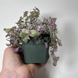 May include: A small potted plant with trailing green leaves with purple edges. The plant is in a dark gray plastic pot.