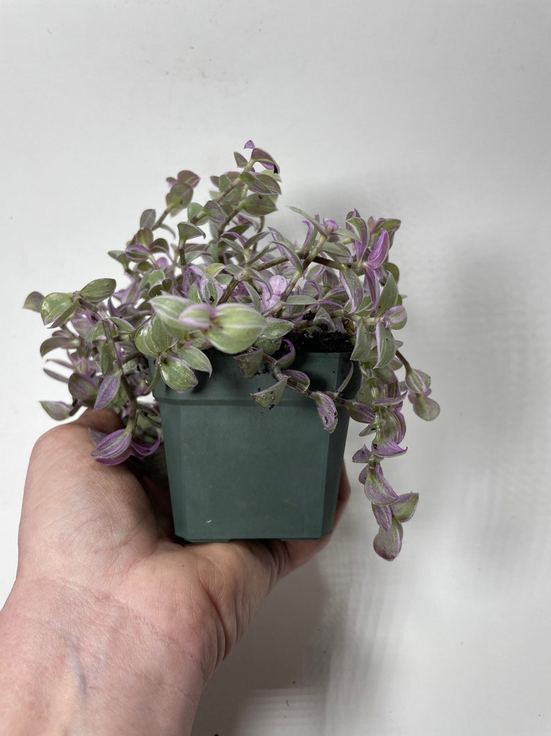 May include: A small potted plant with trailing green leaves with purple edges. The plant is in a dark gray plastic pot.