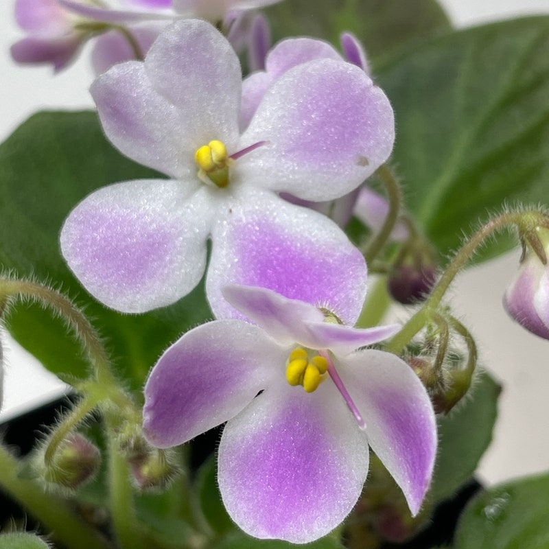 White African Violets] - Etsy
