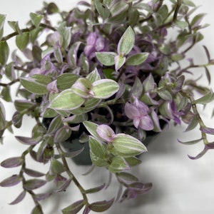 May include: A small potted plant with trailing stems and green leaves with white stripes and purple edges.