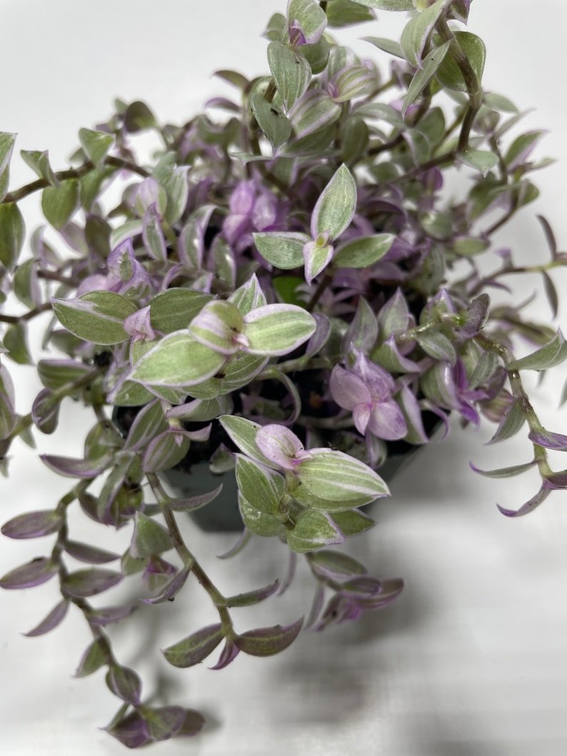 May include: A small potted plant with trailing stems and green leaves with white stripes and purple edges.