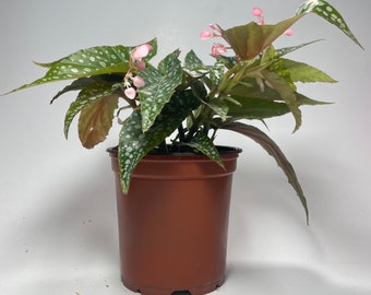 Begonia Double Dot