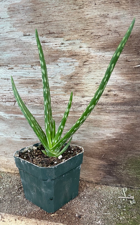Aloe Vera Plant, Ships Potted, 3" Pot - Etsy Schweiz