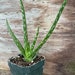 see more listings in the Succulents section