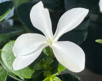 Prunier du Natal (Carissa macrocarpa)