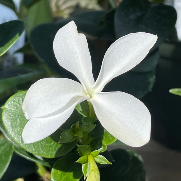 Natal Plum (Carissa macrocarpa)