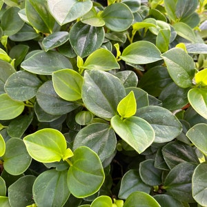 Philodendron Peperomia (Peperomia scandens)