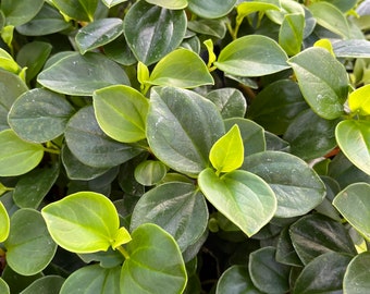 Philodendron Peperomia (Peperomia scandens, potted plant, ships potted, available in two sizes)