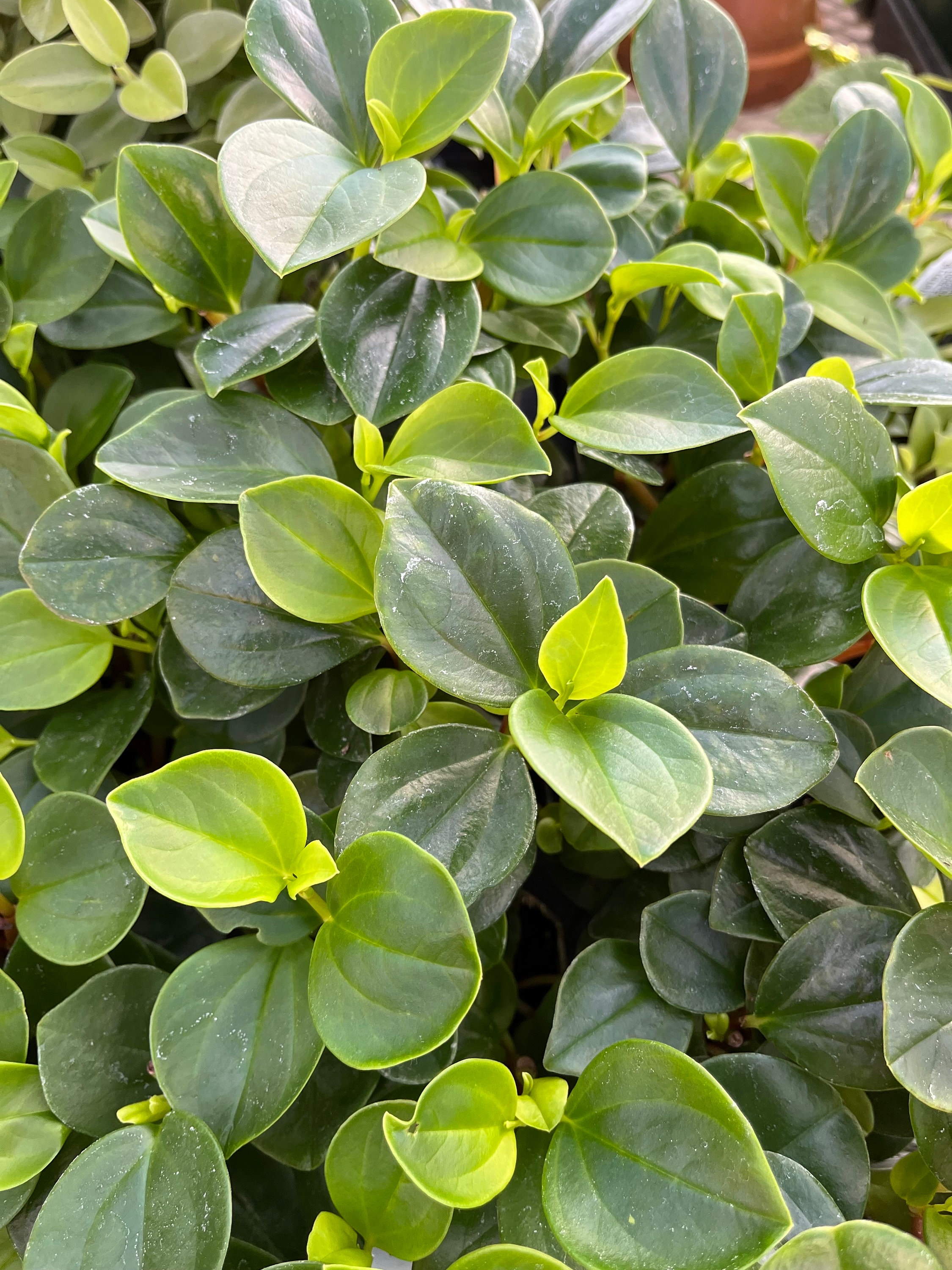 Philodendron Peperomia (peperomia Scandens, Potted Plant, Ships Potted,  Available in Two Sizes) - Etsy