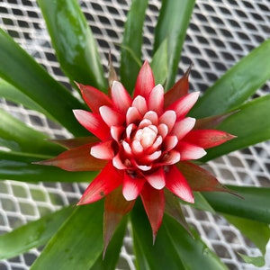 Tufted Air Plant Guzmania monostachia Durahop in full bloom 2/20/2024 image 2