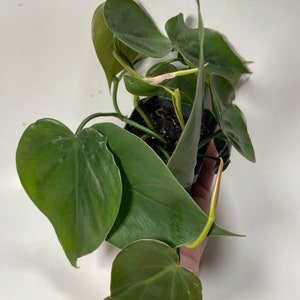 Heartleaf Philodendron Philodendron scandens image 10