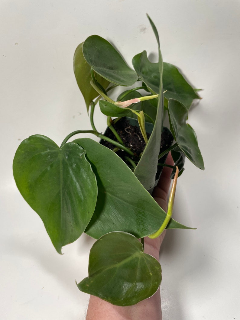 Heartleaf Philodendron Philodendron scandens image 10