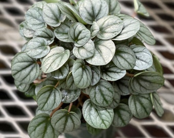 Peperomia Napoli Nights -  very full pot!