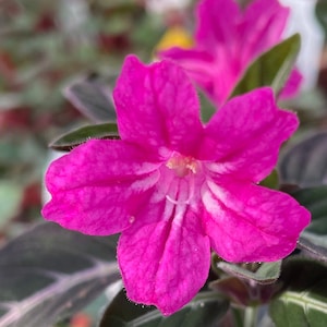 May include: A close-up of a pink flower with white markings in the center. The flower has five petals and is surrounded by green leaves.