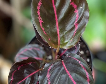 May include: A small potted plant with dark green leaves with pink veins. The plant is in a black plastic pot.