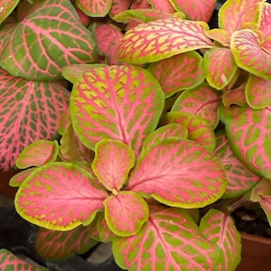 May include: Close-up of a Fittonia plant with vibrant pink and green leaves. The leaves have a striking pattern of green veins against a pink background, creating a visually appealing contrast. The plant is a popular choice for indoor gardens.