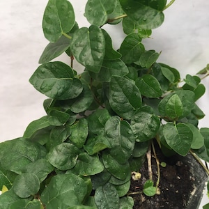 Puede incluir: Una planta verde en maceta con peque&ntilde;as hojas en forma de coraz&oacute;n. La planta est&aacute; creciendo en una maceta gris oscura y tiene algunos tallos marrones.