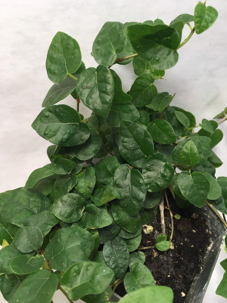 Puede incluir: Una planta verde en maceta con peque&ntilde;as hojas en forma de coraz&oacute;n. La planta est&aacute; creciendo en una maceta gris oscura y tiene algunos tallos marrones.