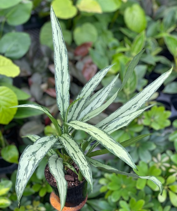 Chinese Evergreen Cutlass (aglaonema Cutlass) - Etsy Israel
