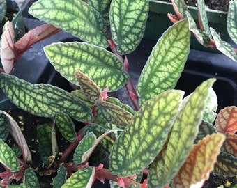 Trailing Watermelon Begonia (Pellionia pulchra)