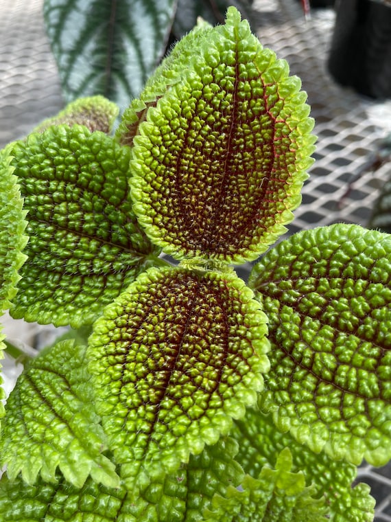 Friendship Plant (pilea 'moon Valley') - Etsy Israel