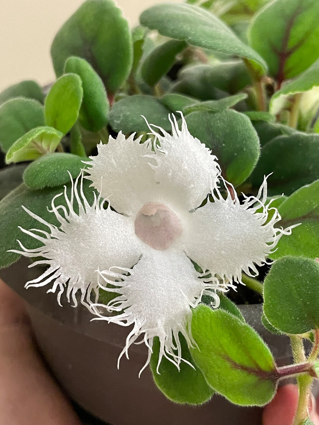 POWERS TO FLOWERS - Episcia Dianthiflora, Pianta Vera Ricadente Da Interno - Coltivata In Vaso 13 Cm, Fioritura Da Giugno A Ottobre, Regalo Per Amanti Del Verde