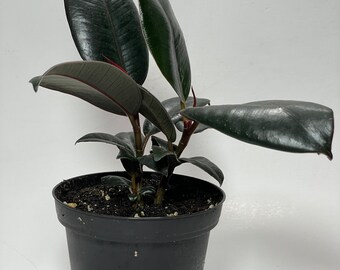 Burgundy Rubber Tree (Ficus elastica Burgundy)