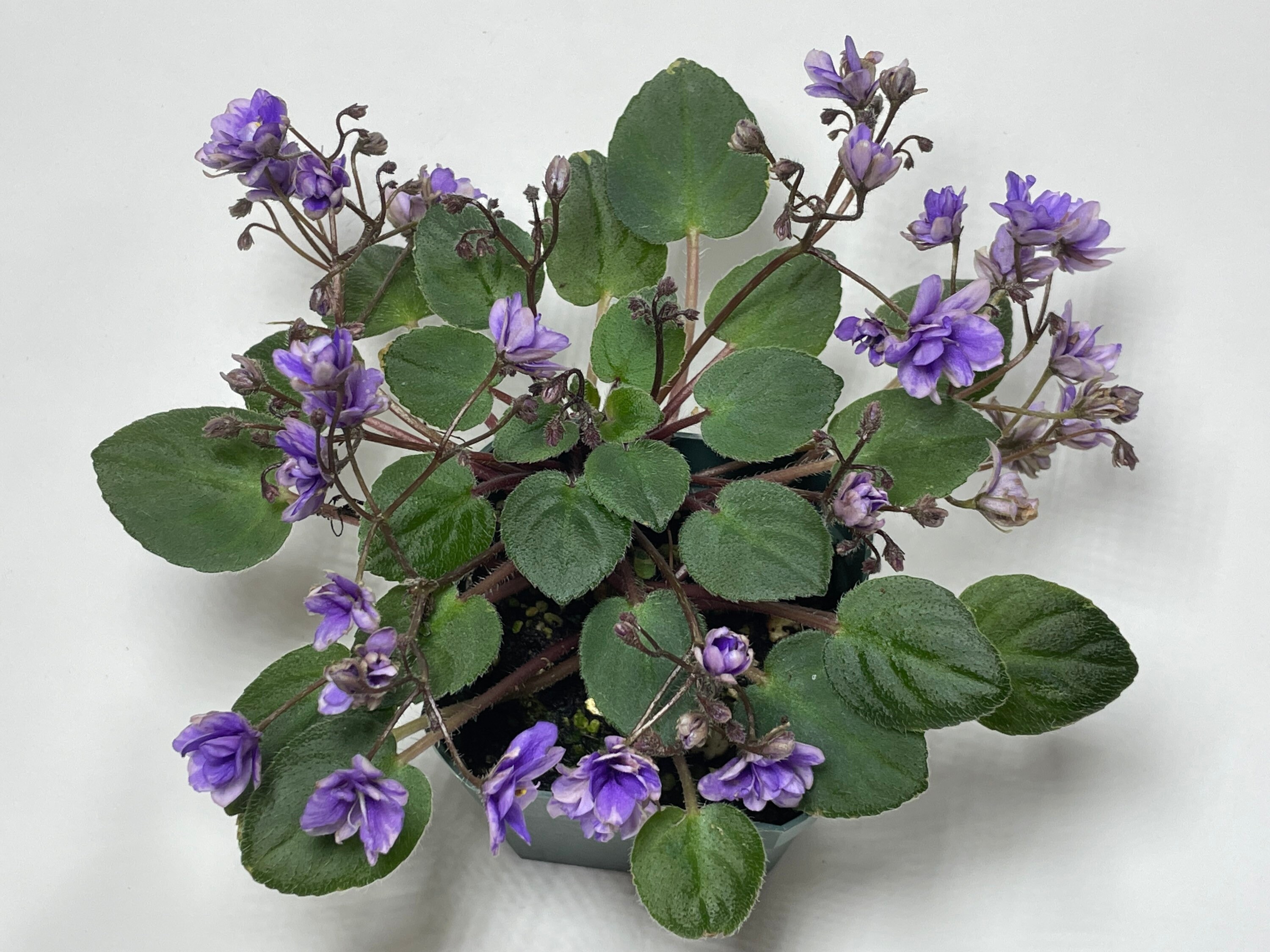 Trailing African Violet Rob's Jindalee - in Full Bloom 5/15/2026