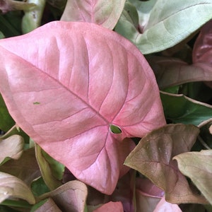 Pink Arrowhead Vine